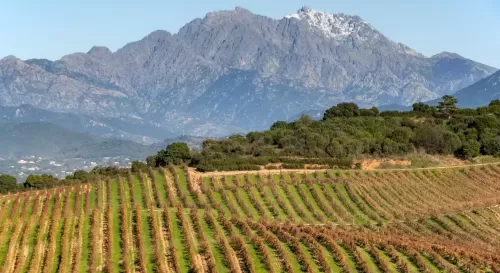 Atelier Vins Corses - 24/06/2026